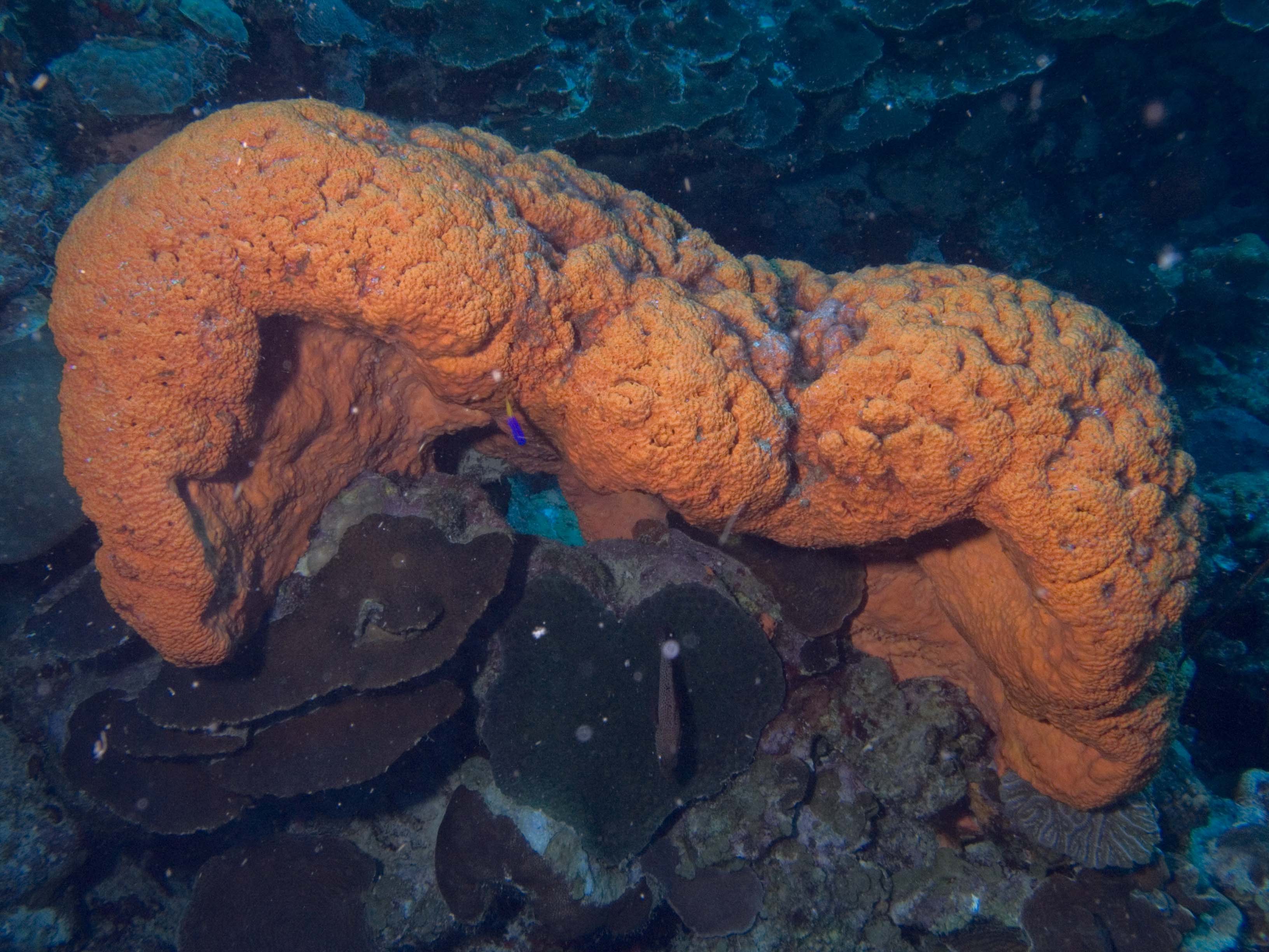 gal/Bonaire 2006/GiantOrangeSponge.jpg